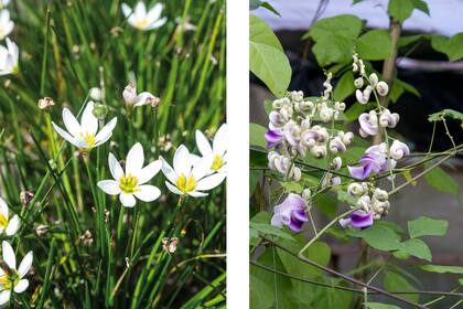 Azucenita del bañado y Caracolillo, dos plantas silvestres muy ornamentales y atractivas