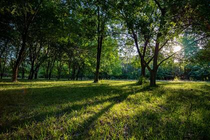 Los bosques con árboles de especies variadas y añosos son el gran tesoro del lugar