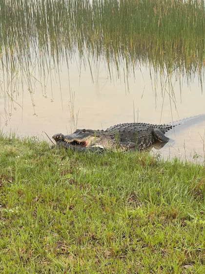 Babcock Ranch es el hogar de varios animales nativos de Florida