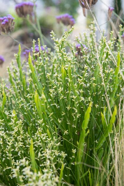 Baccharis trimera, una de las especies atractivas para aves nativas