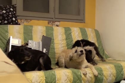 Qué será del verano, dirigida por Ignacio Ceroi, obtuvo el de Mejor Largometraje