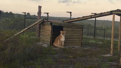 Baguira en su nuevo hogar en el Santuario Panthera en Sudáfrica