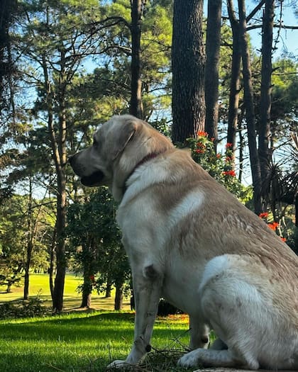 Bailey, el gran compañero de Marley y Mirko (Foto: Instagram/@bailey_ok)