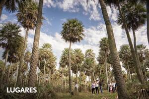 Dónde queda el increíble paisaje de palmeras que empieza a asomar al turismo