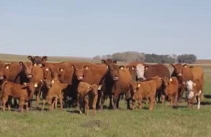 Bajo condiciones de extrema sequía en 2023 se faenaron hasta noviembre 550.000 vacas más respecto de 2022; la tasa de extracción (faena/stock) se ubicó en torno al 13%, superior al 10% considerado de equilibrio