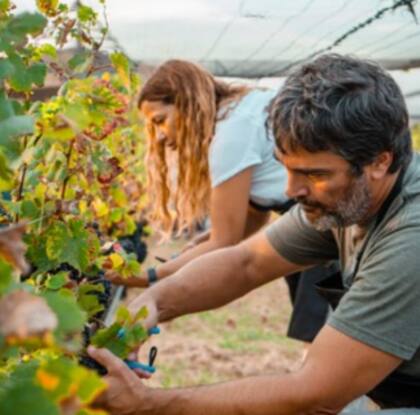 Bajo el nombre de “Mi finca Gamboa”, decidió sumar socios al proyecto, donde cada uno posee una parcela de 50 viñas (cinco hileras por 10 hileras) en la que tiene oportunidad de realizar todos trabajos culturales de viñedo: cosecha, poda, brotación y trabajos del suelo