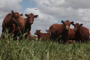 Ganadería: debaten cómo producir más novillo pesado