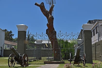 Bajo este pino descansó el general San Martín en febrero de 1813 luego de la batalla de San Lorenzo.