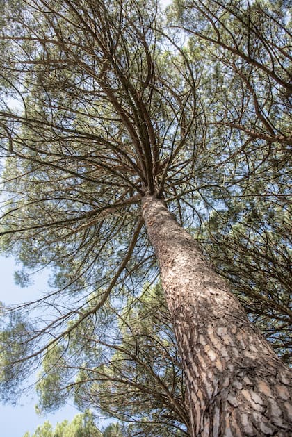 Menos calor, aire más limpio, materia prima, fuente de energía renovable, ¿qué más se le puede pedir? - Image 1