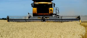 Buenas noticias para la campaña de granos finos: baja el precio de la urea y sube el del trigo