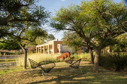 Bajo los ceibos convive la fauna del lugar y los habitantes de la casa.
Paisajismo: Sebastián Leonel Ojeda y Bárbara González