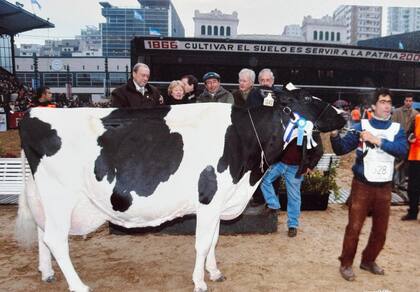Bajo su gestión, Campazú dominó la pista de Palermo durante una década: más de 20 vacas calificadas excelentes, siete veces Gran Campeón Macho, dos veces Gran Campeona Hembra, cinco veces Reservada Gran Campeona y tres Campeonas Vaca Joven