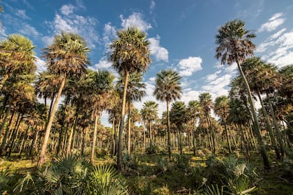 Bajo Vénica forma parte de Jaaukanigás, primer sitio Ramsar sobre el río Paraná, y se destaca por su bosque de altas palmeras Caranday.