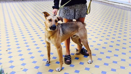 Balcarce, el último perro de la Presidencia durante el mandato de Mauricio Macri