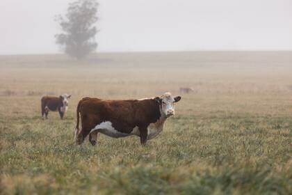 Balcarce es una zona ganadera, además de papera