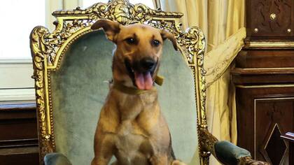 Balcarce, la mascota de Macri, en el sillón presidencial