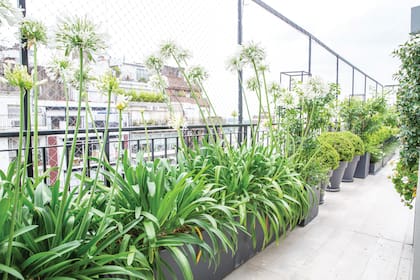 Balcón repleto de plantas que aportan oxigeno y verde para conectar con la naturaleza