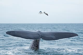 ¿Cuánto sabés sobre animales autóctonos de la Argentina?