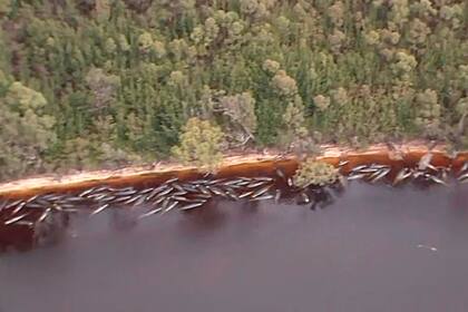 Imagen aérea de las ballenas piloto que murieron al quedar varadas en las costas de la isla de Tasmania, en Australia