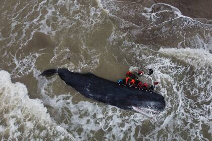 El cetáceo, que mide unos 16,5 metros de largo, había permanecido durante horas con el cuerpo apoyado sobre el fondo marino