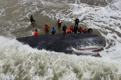 El sector donde murió este cachalote está a muy poca distancia de las playas donde, en septiembre del año, quedaron varadas siete orcas