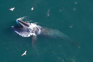 Cómo las ballenas más grandes podrían ayudar a combatir el cambio climático