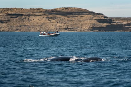 Ballena con su cría, en el avistaje con Florencia