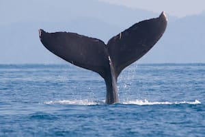 ¿Por qué se festeja hoy el Día Nacional de la Ballena Franca Austral?