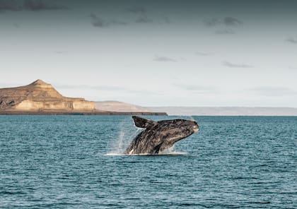 Ballena Franca a la vista en Puerto Pirámides.