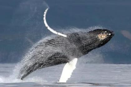 Ballena jorobada cerca de la isla de Bering, Kamchatka, Rusia
