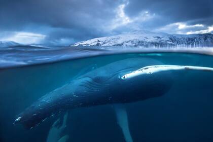Ballena jorobada en los fiordos del norte de Noruega en el Océano Atlántico. Recientemente se ha observado que ingresan a los fiordos para alimentarse de grandes cardúmenes de arenques