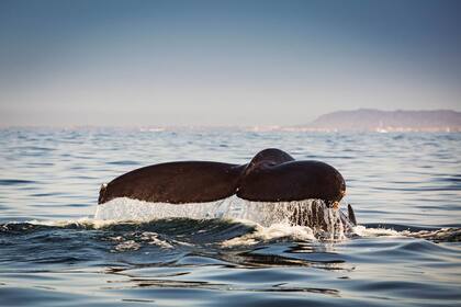 Ballena jorobada en pleno cortejo en la Bahía de Banderas