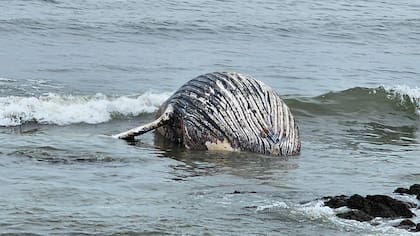 Ballena muerta en Punta del Este