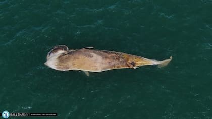 Ballena rorcual encontrada muerta y en estado de descomposición en Punta del Este