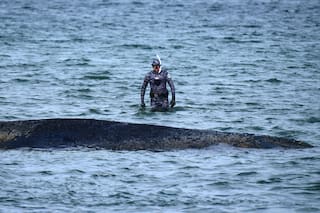 Ballena varada en balneario en el mar Báltico sale de banco de arena, pero aún no está a salvo