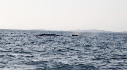 Ballenas en Chiriquí, Panamá.