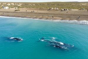 Un fotógrafo captó a una ballena que le hacía “upa” a su cría