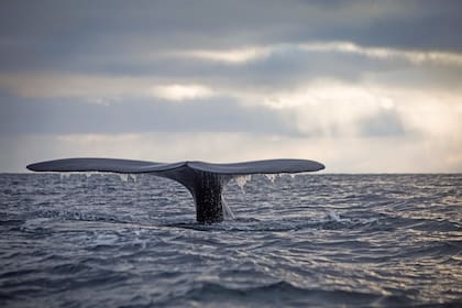 Ballenca Franca Austral, Puerto Pirámides. Chubut.