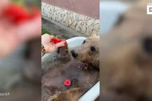 Balu, el oso ruso que adora darse baños de inmersión