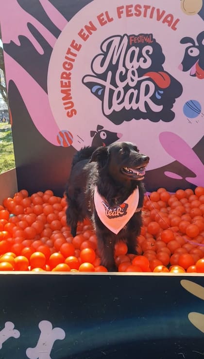 Bambi estuvo presente en la primera edición del festival Mascotear que se realizó el año pasado. Este fin de semana será parte de la pet carpet de 4 patas famosos.