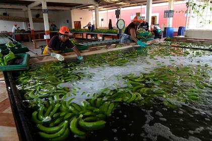 Bananas recién cosechadas son lavadas en una granja, el martes 15 de agosto de 2023, en Los Ríos, Ecuador