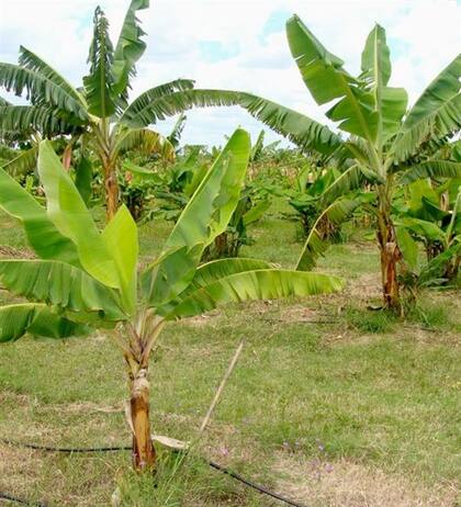 Bananos con mejoras de productividad