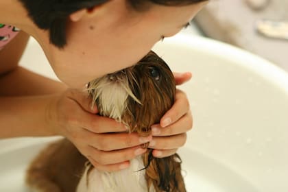 Bañar al perro muy seguido puede eliminar los aceites protectores de su piel