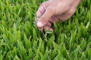 Malezas: ¿por qué es importante eliminarlas del césped?