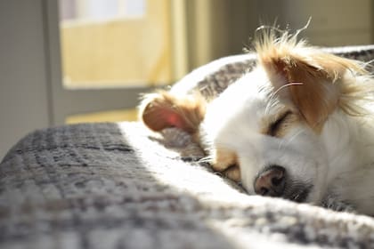 Banco Provincia sumó un reintegro del 40% en pet shops y veterinarias asociadas, con un tope semanal de $4000 por persona