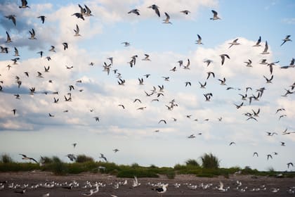 Bandada de rayadores en la albúfera.