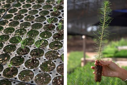 Bandejas de siembra en germinación y pinos "bebé" de 8 meses.