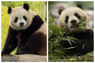 En Washington DC esperan a dos pandas gigantes: cuándo y cómo visitar el zoológico