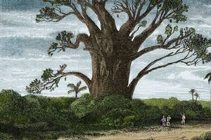 Baobab, Madagascar, diseño de Evremond de Berard (1824-1881) del viaje de Ida Pfeiffer (1797-1858).