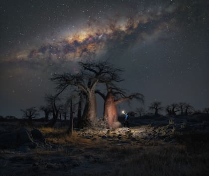 "Baobabs de Botswana en la noche", de Stefano Pellegrini